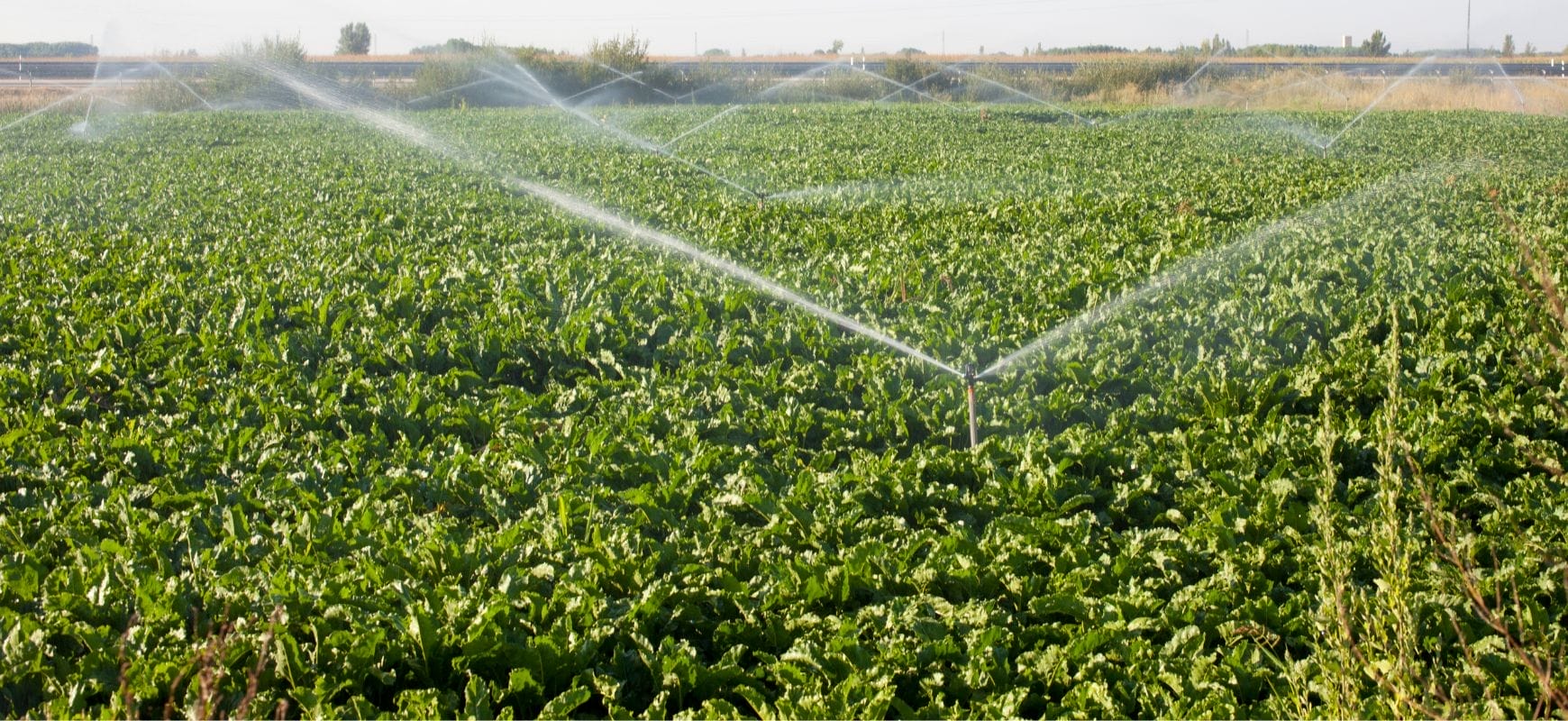 Irrigear Lowood sprayers Irrigating green field